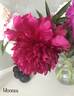 Moskva peony photo