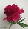 Moskva peony photo