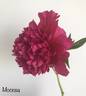 Moskva peony photo