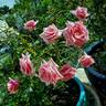 Ultimate Pleasure rose photo