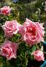 Ultimate Pleasure rose photo