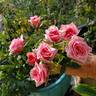 Ultimate Pleasure rose photo