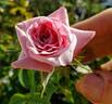 Ultimate Pleasure rose photo