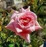 Ultimate Pleasure rose photo
