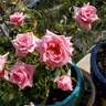 Ultimate Pleasure rose photo