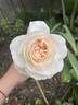 Joan Fontaine rose photo
