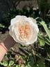 Joan Fontaine rose photo