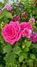 Life's Little Pleasures rose photo