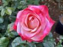 Sheer Magic ™ rose photo