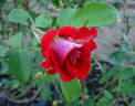 Smokin' Hot rose photo