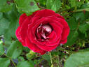 Snowfire rose photo