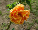 Soleil d'Or rose photo
