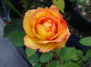 Solitaire rose photo