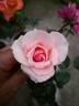 Johann Strauss rose photo
