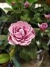Lamy Parade rose photo
