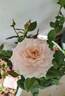 Monique Darve rose photo