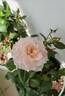 Monique Darve rose photo