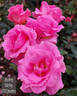Audrey Varley rose photo