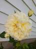 St. Alban rose photo