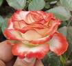 Blush rose photo