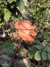 Blush rose photo