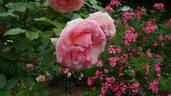 Hamamirai rose photo