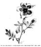 Hardii rose photo