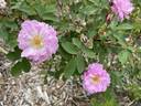 Betty Bugnet rose photo
