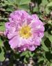 Betty Bugnet rose photo