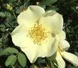 Butterball rose photo