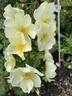 Butterball rose photo