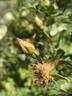 Butterball rose photo