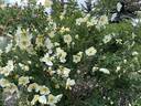 Butterball rose photo