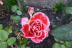 Rock 'N' Roll rose photo
