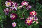 Purple Splash rose photo