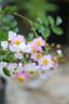 Amaila Falls rose photo