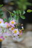 Amaila Falls rose photo