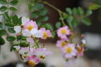 Amaila Falls rose photo