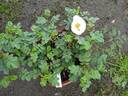 White After Rain rose photo