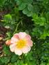 Canary Bird rose photo
