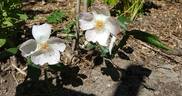 Heavenly Rosalind rose photo