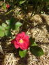 Herbstfeuer rose photo
