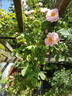 Fritz Nobis rose photo