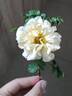 Agnes rose photo