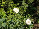 Princesse de Lamballe rose photo