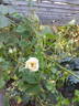 Claire Jacquier rose photo
