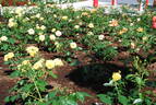 Jan Spek rose photo