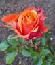 Cherry Brandy rose photo