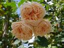 Comtesse de Noghera rose photo