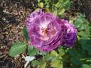 Huddersfield Choral Society rose photo